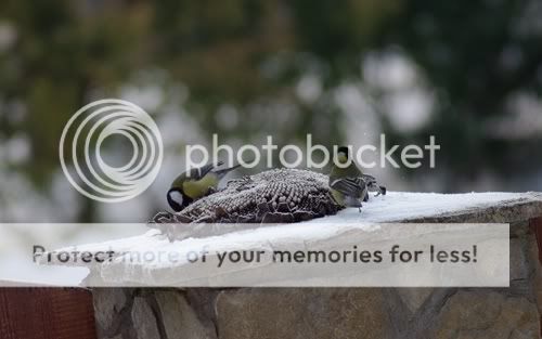 IMGP5848.jpg