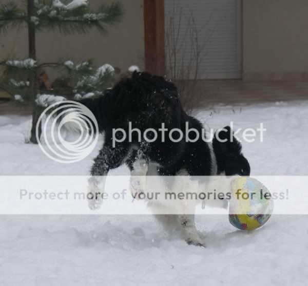 PICT0954.jpg