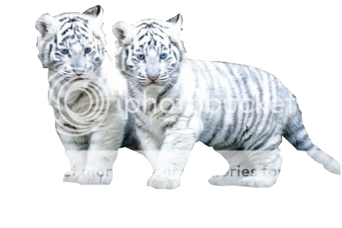 white-tiger-cubs-l-1.png