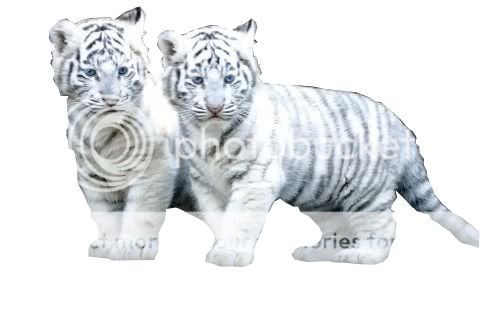 white-tiger-cubs-l.jpg