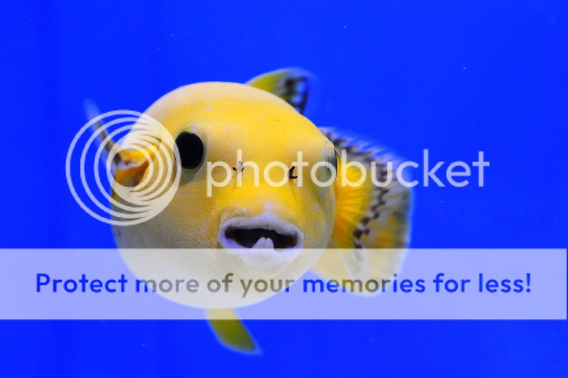 Fotografie