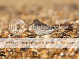 Purple Sandpiper, Hurst, Hampshire, 27/01/13