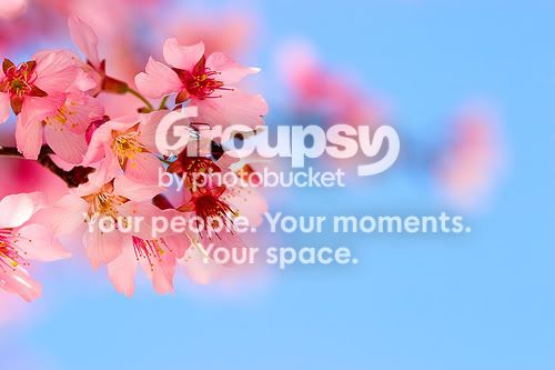 cherry-blossom.jpg